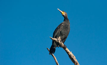 Kormoran [Phalacrocorax carbo sinensis]