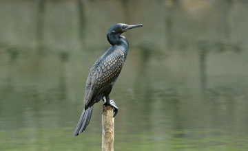 Indian cormorant [Phalacrocorax fuscicollis]