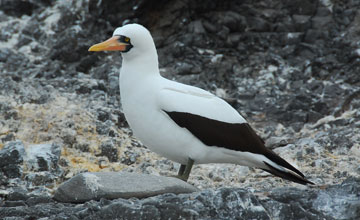 Nazca booby [Sula granti]