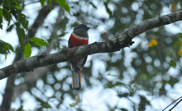 Malabartrogon [Harpactes fasciatus fasciatus]