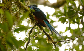 Quetzal [Pharomachrus mocinno costaricensis]