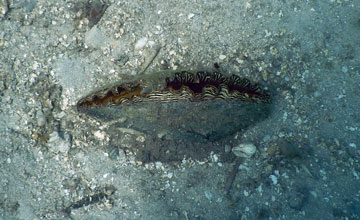 Riesenmuschel [Cardiidae sp]
