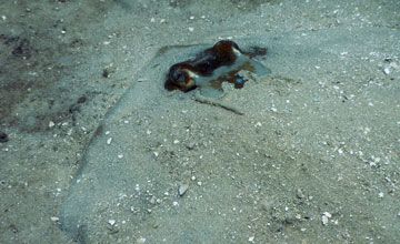 Stingray [Dasyatis sp]