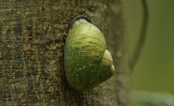 Giant land snail [Acavus phoenix]