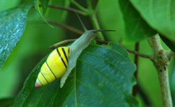 Amphidromus poecilochrous [Amphidromus poecilochrous]