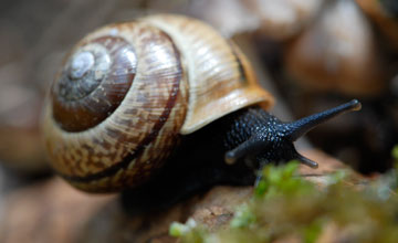 Gefleckte Schnirkelschnecke [Arianta arbustorum]