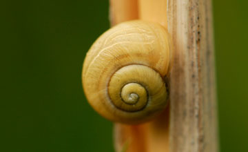 Genabelte Strauchschnecke [Fruticicola fruticum]