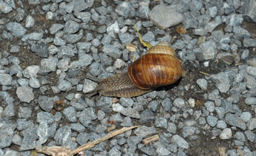 Weinbergschnecke [Helix pomatia]