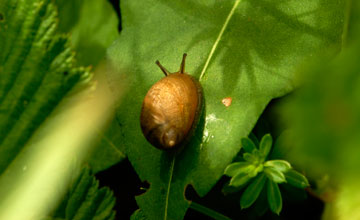 Gemeine Bernsteinschnecke [Succinea putris]