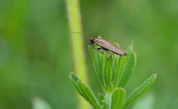 Dusky cockroach [Ectobius lapponicus]