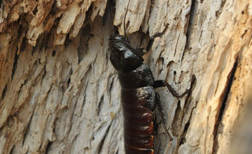 Hissing cockroach [Gromphadorhina sp]