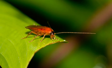 Ischnoptera rufa [Ischnoptera rufa]