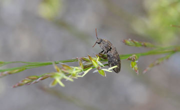 Mausgrauer Schnellkäfer [Adelocera murina]