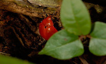 Aegithus melaspis [Aegithus melaspis]