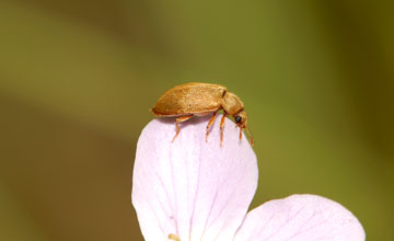 Himbeerkäfer [Byturus tomentosus]