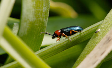 Hellschildiger Breithalskäfer [Calathus melanocephalus]