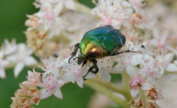 Rose chafer [Cetonia aurata]