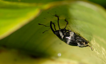 Black and white weevil [Cholus costaricensis]