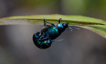 Ovaläugiger Blattkäfer [Chrysolina fastuosa]