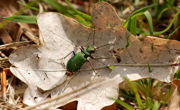 Feld-Sandlaufkäfer [Cicindela campestris]