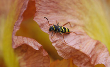 Gemeiner Widderbock [Clytus arietis]