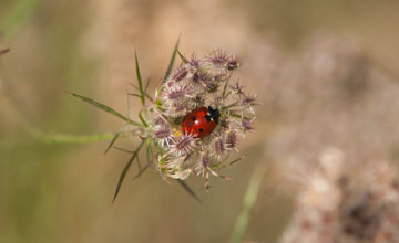 Siebenpunkt-Marienkäfer [Coccinella septempunctata]