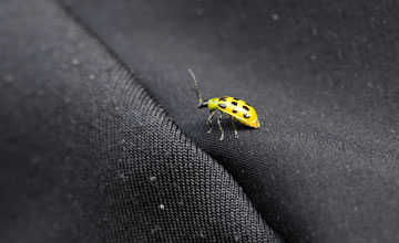 Spotted cucumber beetle [Diabrotica undecimpunctata undecimpunctata]