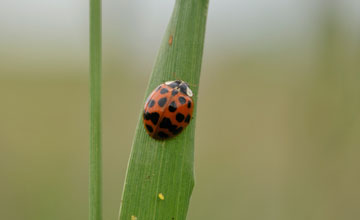 Harlequin ladybird [Harmonia axyridis]