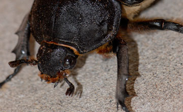 Elephant beetle [Megasoma elephas elephas]