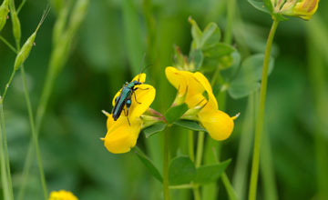 Grüner Scheinbockkäfer [Oedemera nobilis]