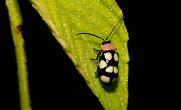 Omophoita aequinoctialis [Omophoita aequinoctialis]