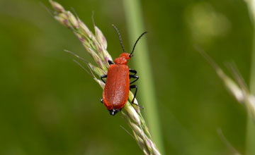 Rotköpfiger Feuerkäfer [Pyrochroa serraticornis]