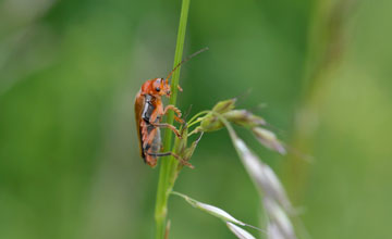 Roter Weichkäfer [Rhagonycha fulva]