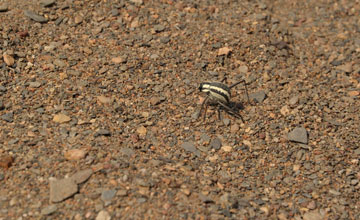 Fogstand beetle [Stenocara gracilipes]