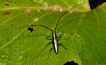 Taeniotes scalatus [Taeniotes scalatus]