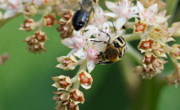 Gebänderter Pinselkäfer [Trichius fasciatus]