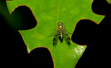 Condylostylus patibulatus [Condylostylus patibulatus]