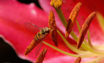 Winterschwebfliege [Episyrphus balteatus]