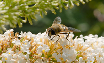 Gemeine Keilfleckschwebfliege  [Eristalis pertinax]