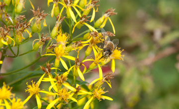 Drone fly [Eristalis tenax]