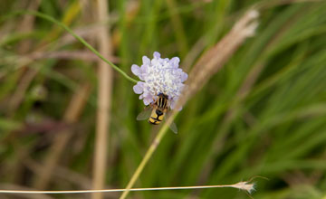 Grosse Sumpfschwebfliege [Helophilus trivittatus]