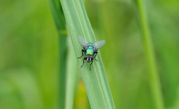 Common green bottle fly [Lucilia sericata]