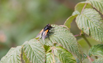 Noon fly [Mesembrina meridiana]