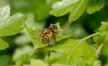 Totenkopfschwebfliege [Myathropa florea]