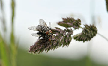 Graue Fleischfliege [Sarcophaga carnaria]