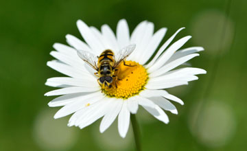 Grosse Schwebfliege [Syrphus ribesii]