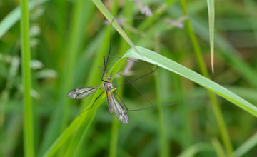 Frühlingsschnake [Tipula vernalis]