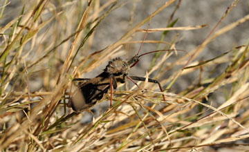 Wheel bug [Arilus cristatus]