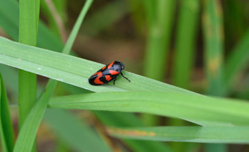 Black-and-red froghopper [Cercopis vulnerata]