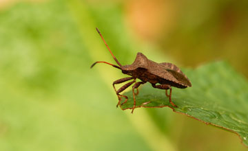 Lederwanze [Coreus marginatus]